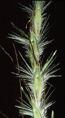 Bothriochloa macra | AusGrass2