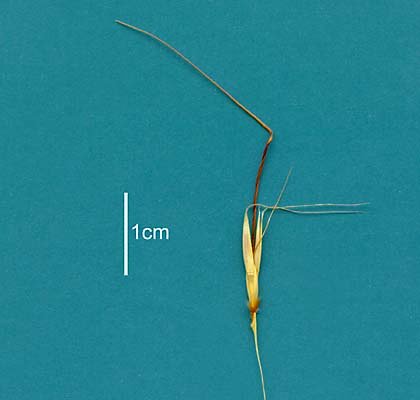 Spikelet (scanned specimen) © Queensland Herbarium AQ 281158 by Will Smith