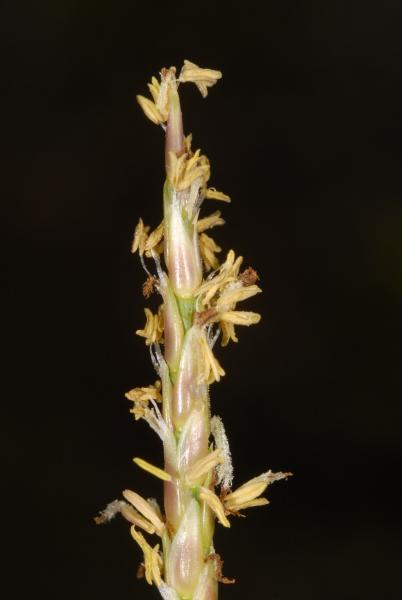 Zoysia macrantha
