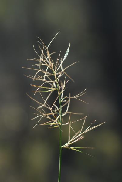 A. caput-medusae