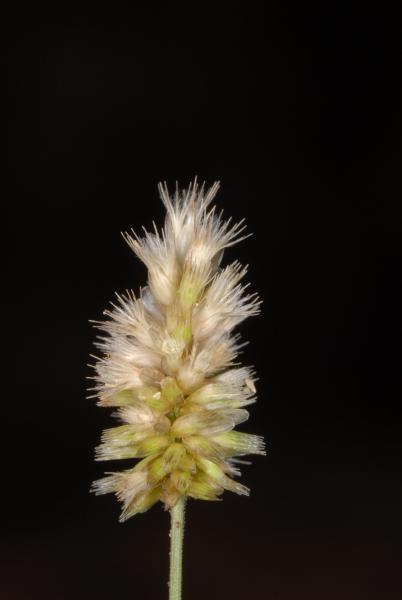 Enneapogon lindleyanus