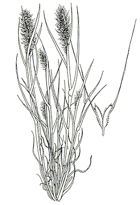 Polypogon monspeliensis* | AusGrass2