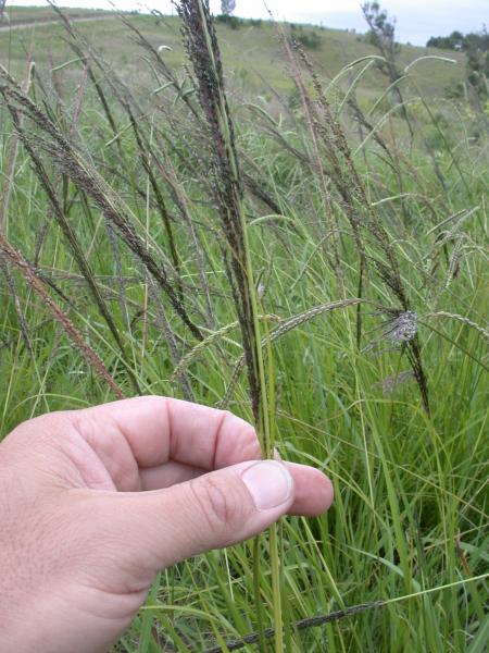 Dr. Toks 🦇 on X: Sporobolus pyramidalis - we used to call it stubborn  grass. Difficult to cut especially with those thin cutlasses. It has to be  uprooted..We used to uproot and