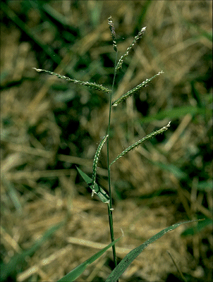 Urochloa mosambicensis in the Brazilian semi-arid region: morpho