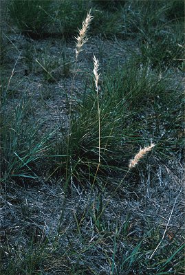 Rytidosperma bipartitum | AusGrass2